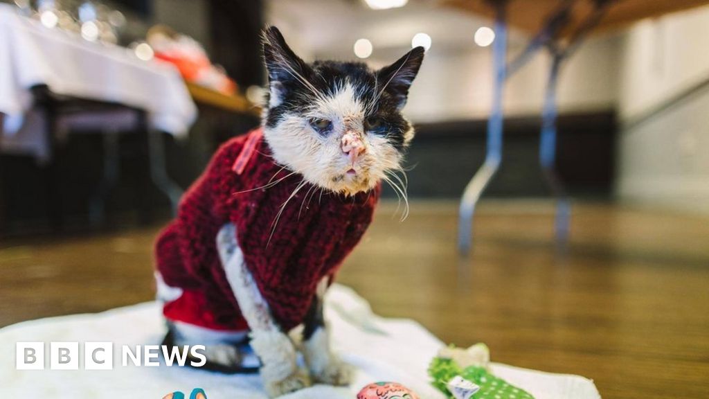 Stray cat found after spending Christmas caught in a tree