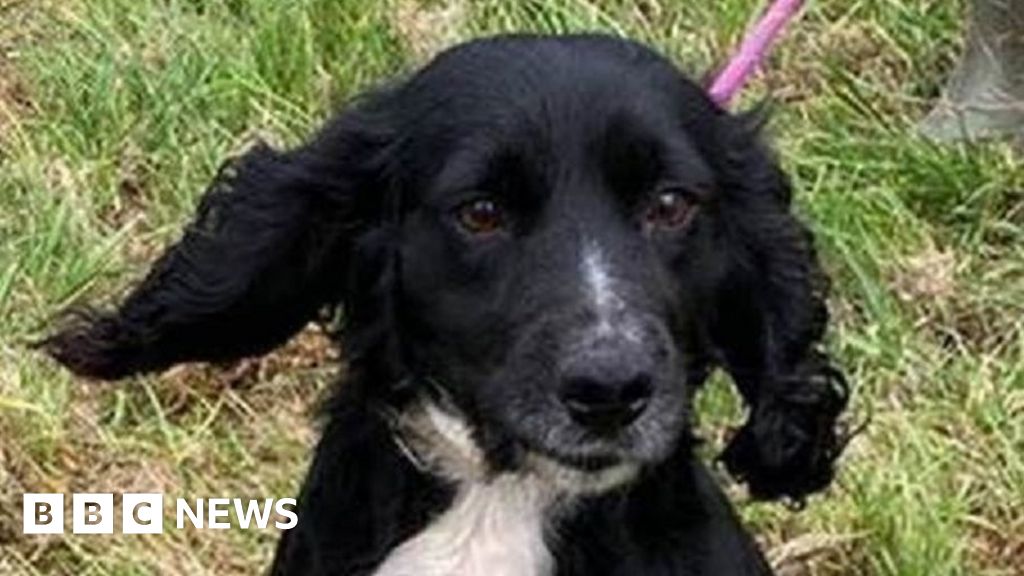 Bedfordshire dog thefts: Stolen dogs need reuniting with owners - BBC News