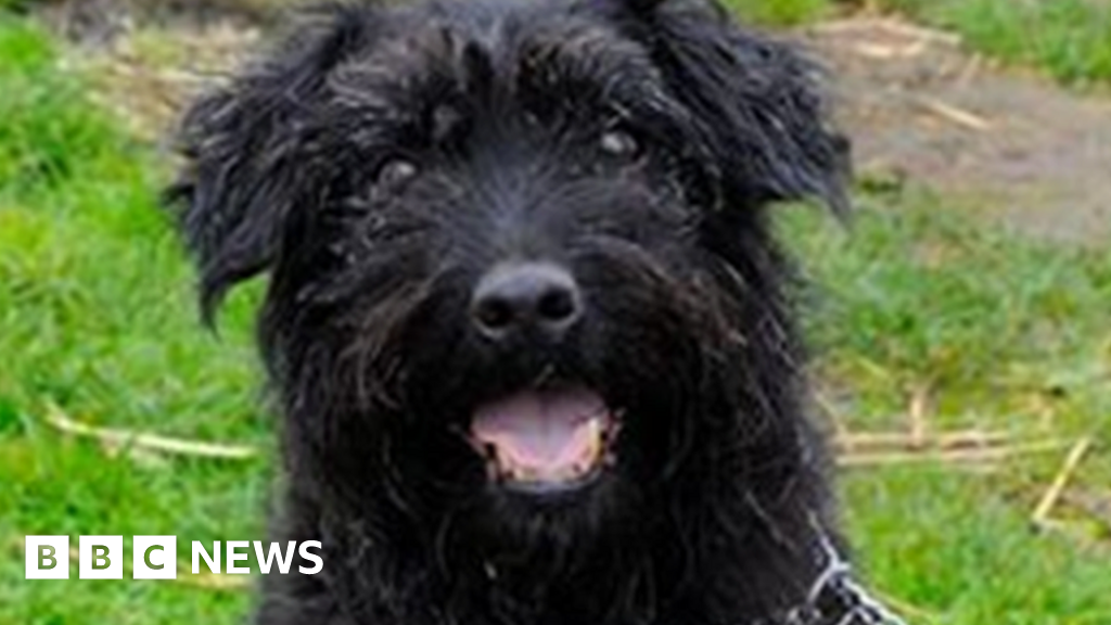 'England's most unwanted dog' finds home after seven years BBC News