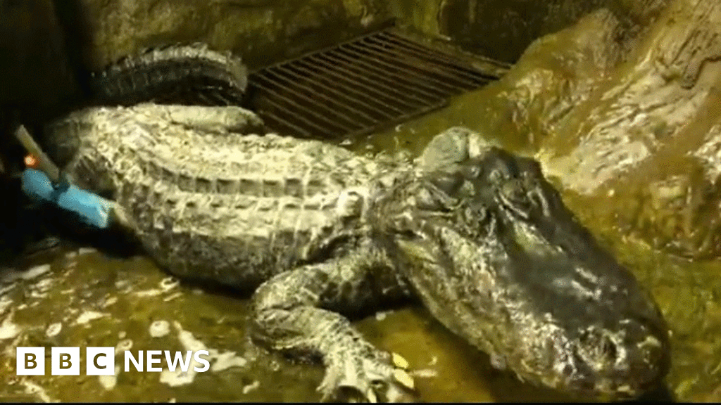 Berlin WW2 bombing survivor Saturn the alligator dies in Moscow Zoo