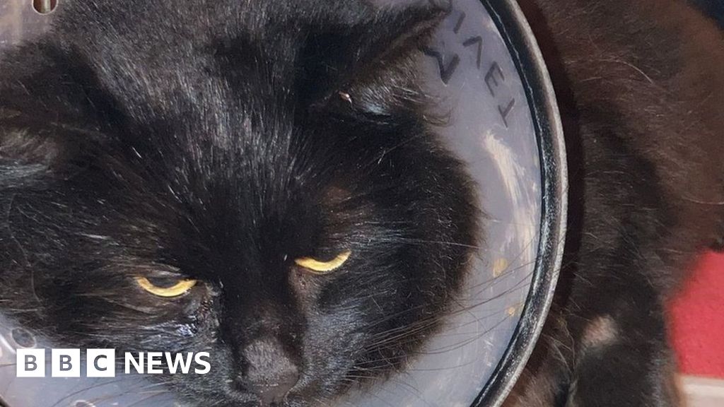 Carterton cat attacks Pets shot with air rifle BBC News