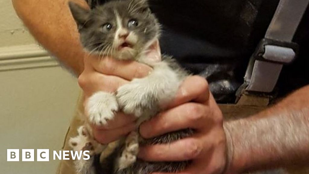 Kitten Rescued From Hotel In A Hole Lot Of Trouble Bbc News