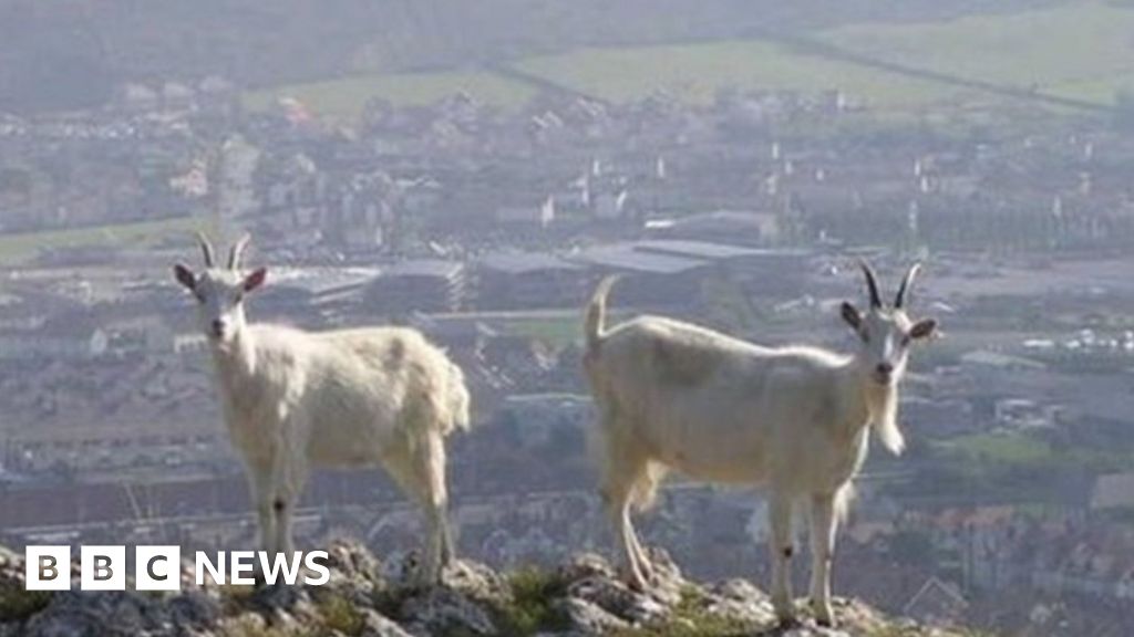 Llandudno goat selfie warning from coastguard - BBC News
