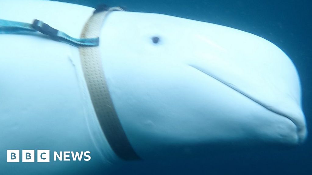 Video Shows Russian Fishermen Rescuing Beached Beluga Whales