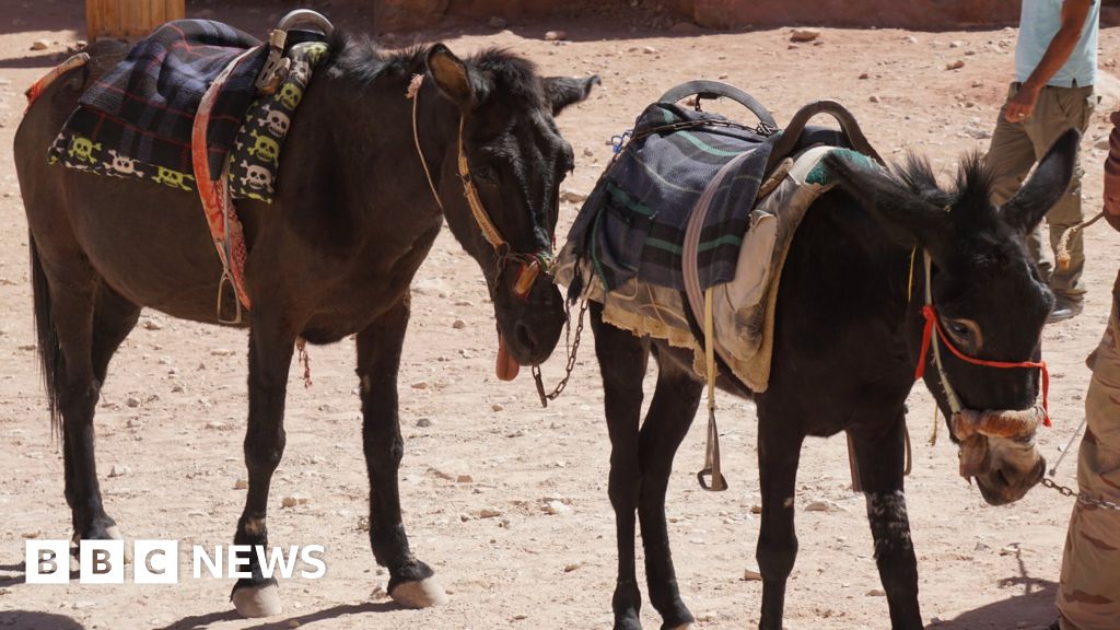 Jordan urged to end animal mistreatment at Petra site - BBC News