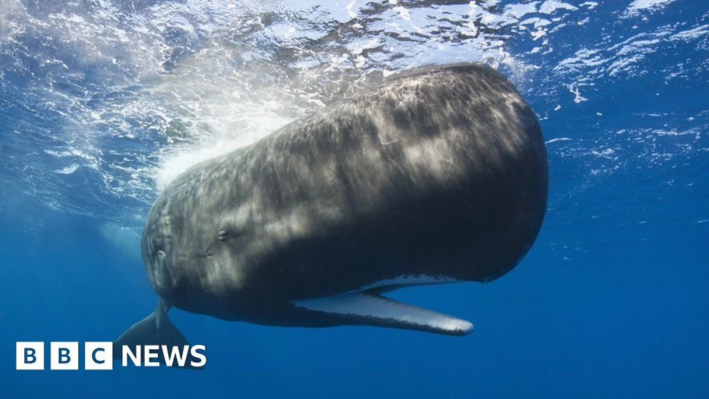 New Zealand whales: Authorities to move 300 carcasses - BBC News