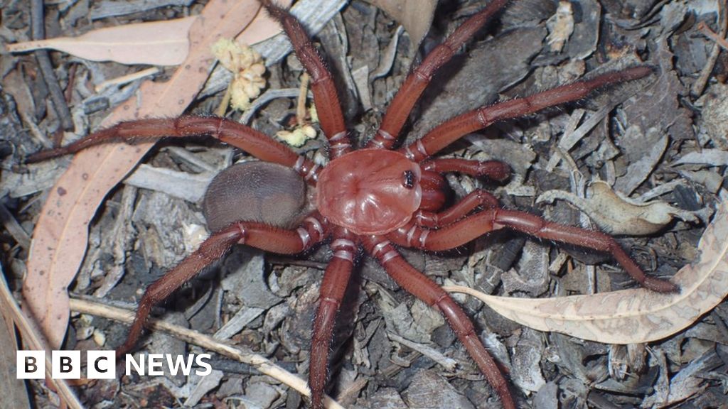 Pavouk padací: V Austrálii byl nalezen nový obří druh