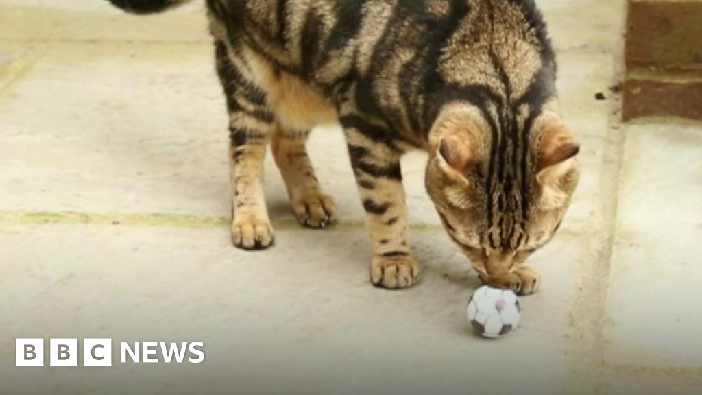 Sussex cat 'predicts England World Cup results' BBC News