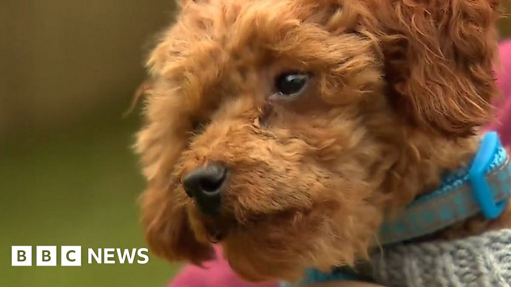 Carmarthenshire dog rescue: Charity takes in 47 puppies - BBC News