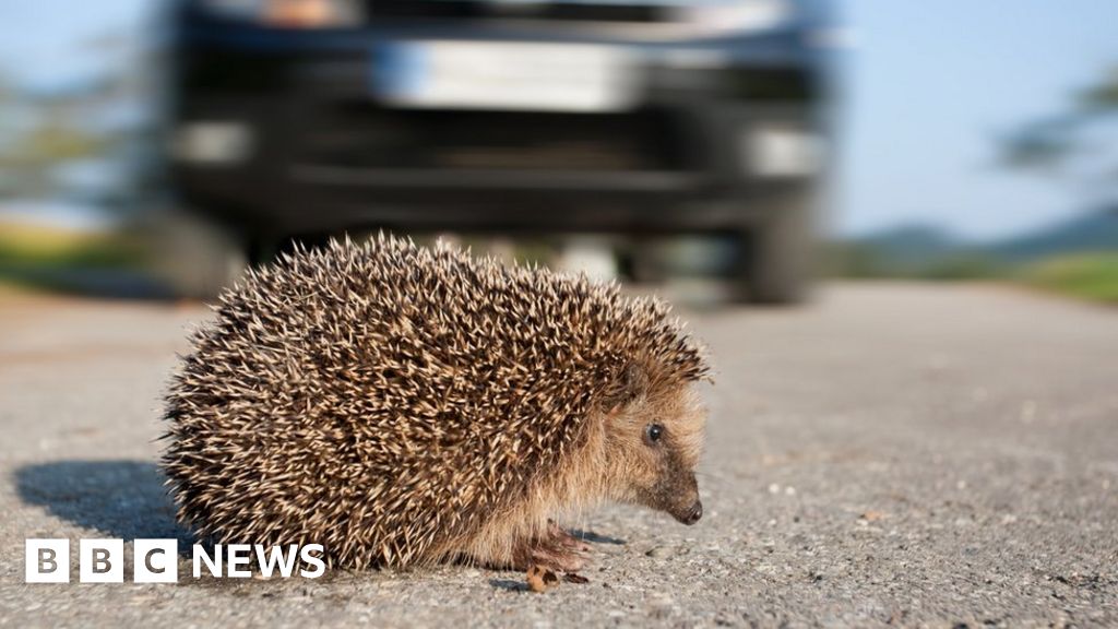 Nottingham Trent University study to assess impact of traffic on hedgehogs
