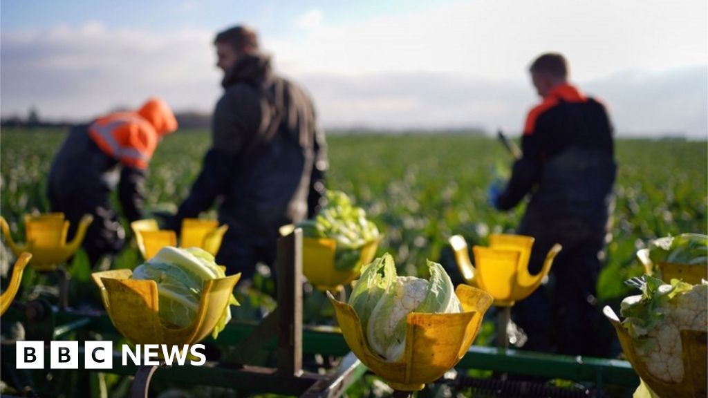Cauliflower harvest: 500,000 surplus after Christmas delay - BBC News Cauliflower harvest: 500,000 surplus after Christmas delay - BBC News