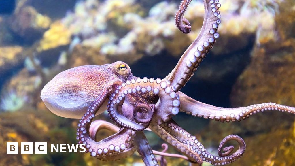 Angry Squid -  Canada