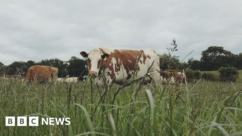 Ayrshire dairy is cream of the crop at BBC awards BBC News