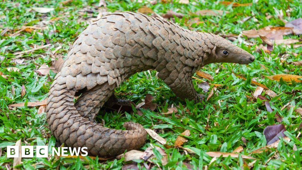 How undercover sting outwitted pangolin traffickers