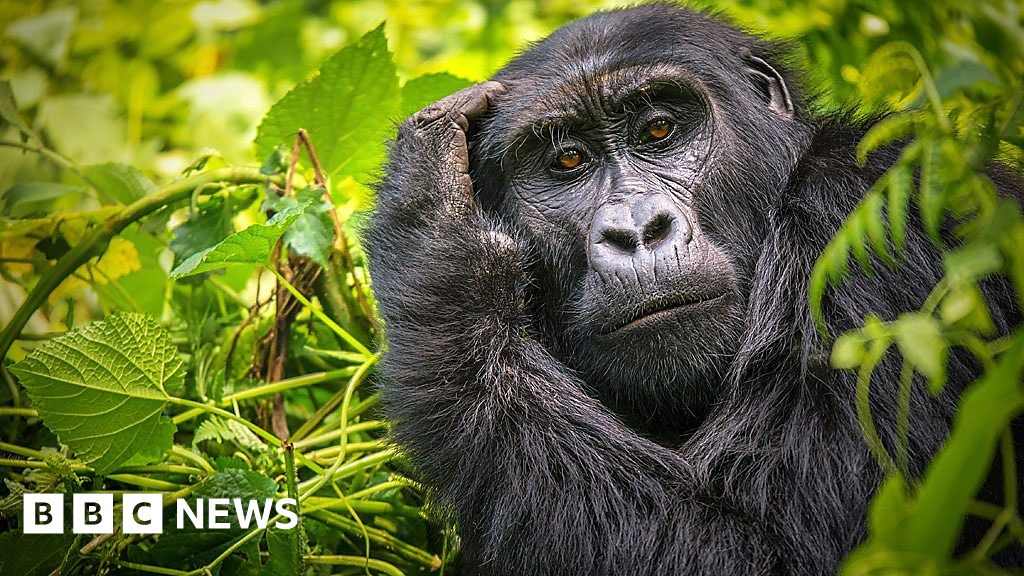 Tech to give new insight into gorillas and other news - BBC News