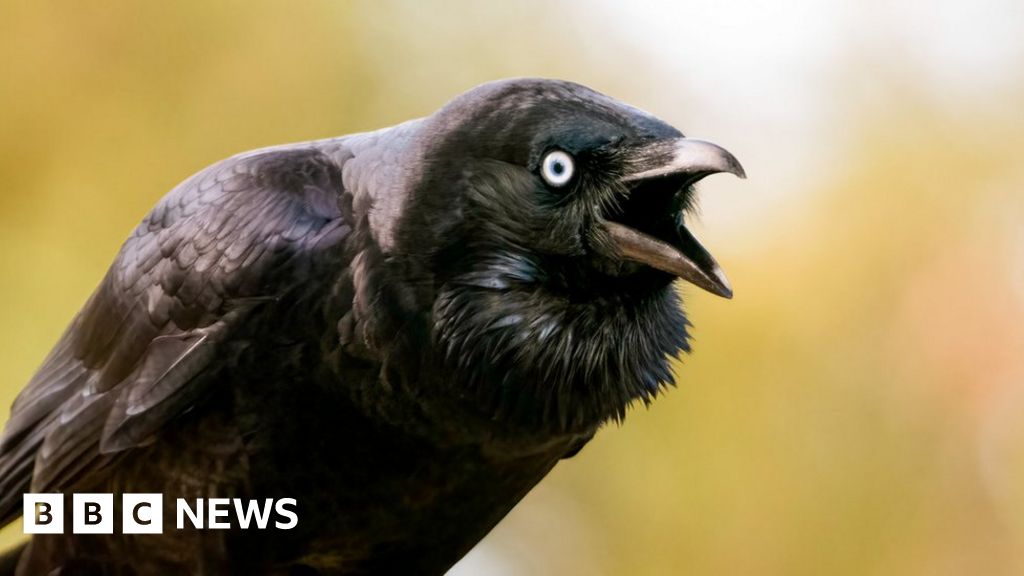 Democratic jackdaws use noise to make decisions