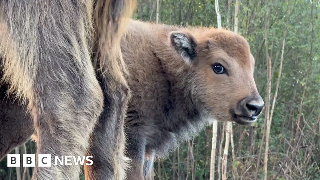 Baby bison born in Kent countryside