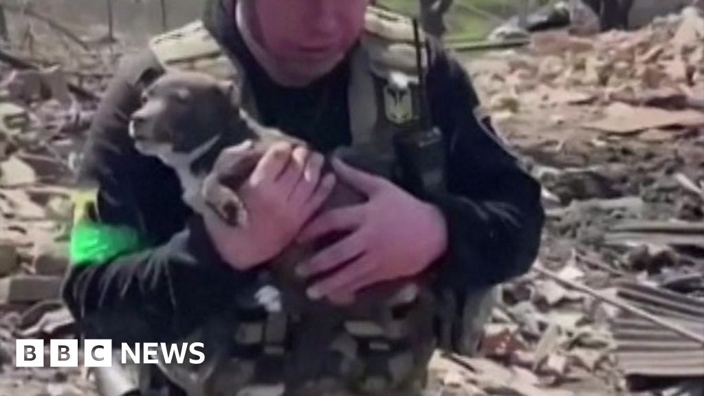 The moment a puppy is rescued from Donetsk rubble
