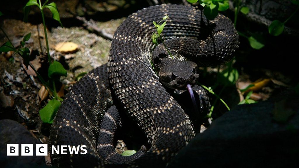 Florida man tries to kiss rattlesnake; gets bitten