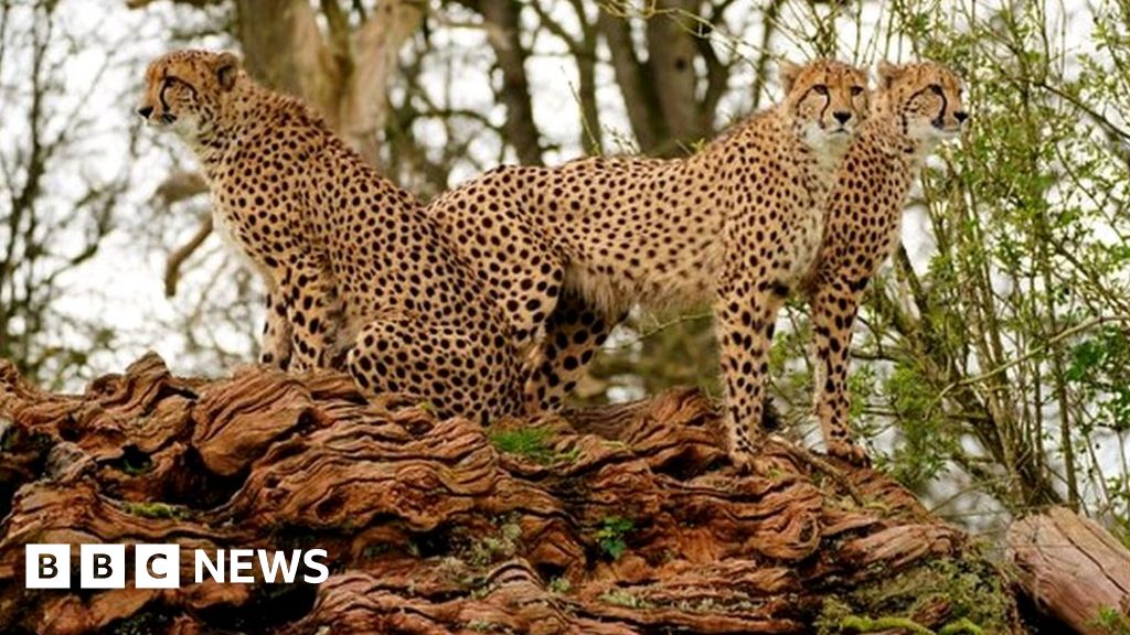 Longleat male cheetahs bring hope of new cubs - BBC News