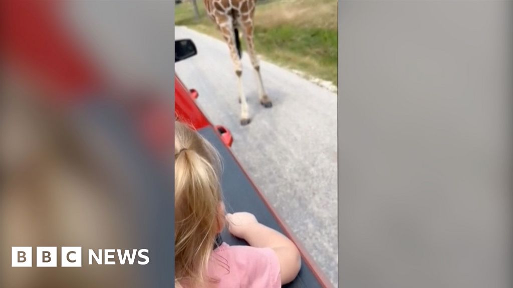 Giraffe at wildlife park grabs toddler from truck