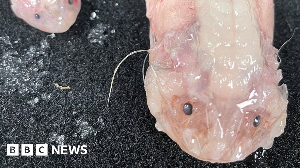 This is what a blobfish looks underwater (left) before getting dragged out  of water on land (