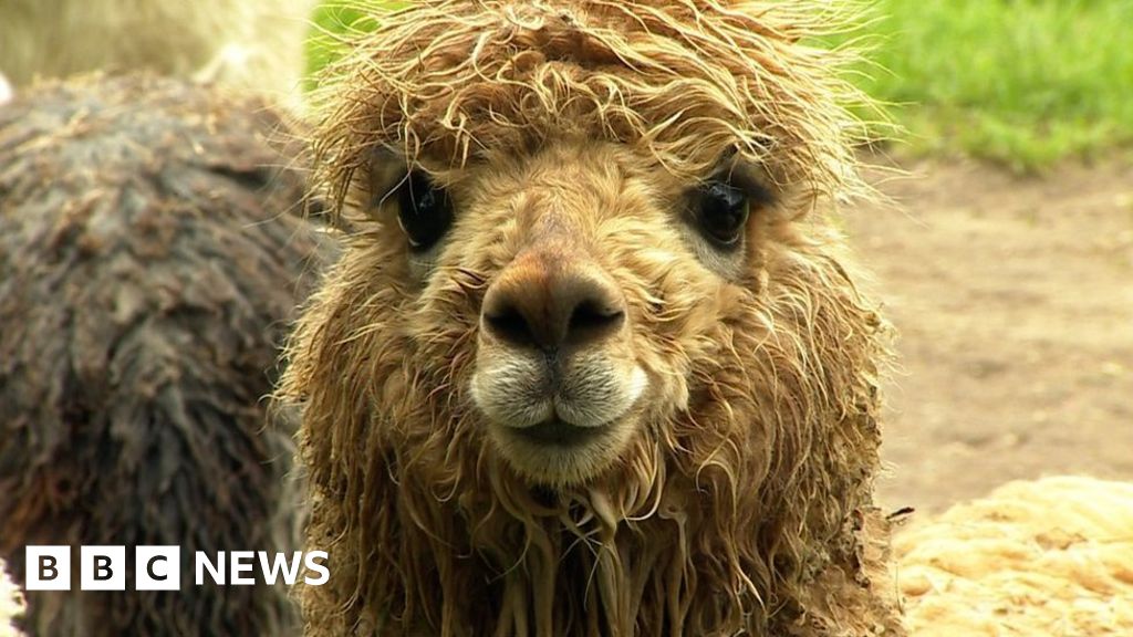 Alpacas attacked by dogs 'need more legal protection' BBC News