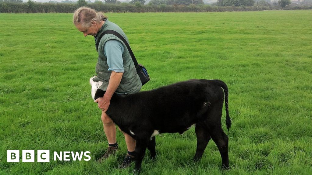 Vegetarian farmer who gave away herd hopes for Bafta success