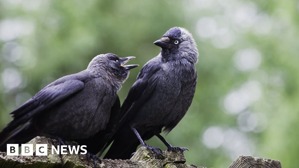 ‘Democratic’ jackdaws use noise to make decisions