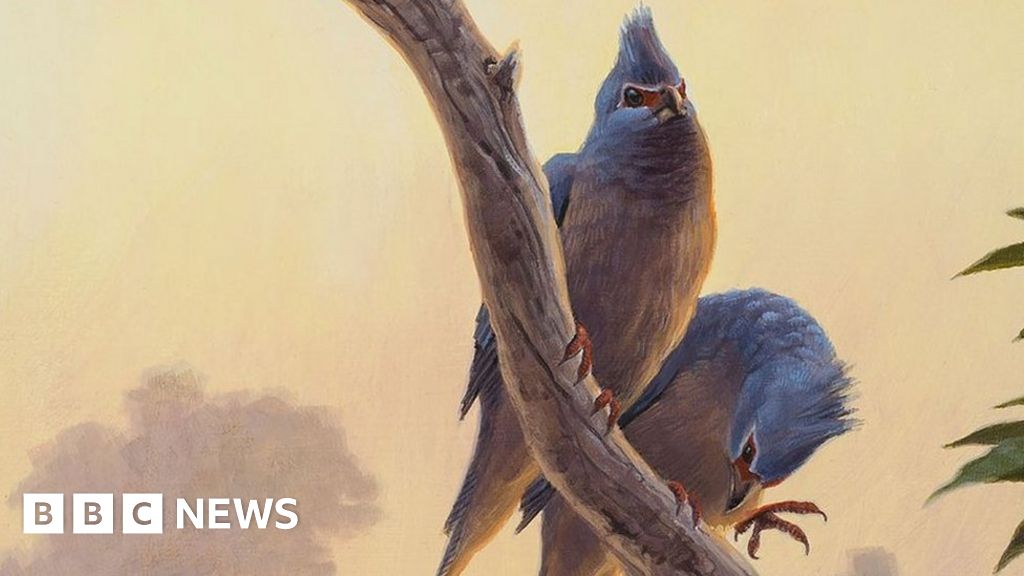 Fossil sheds light on bird evolution after asteroid strike - BBC News