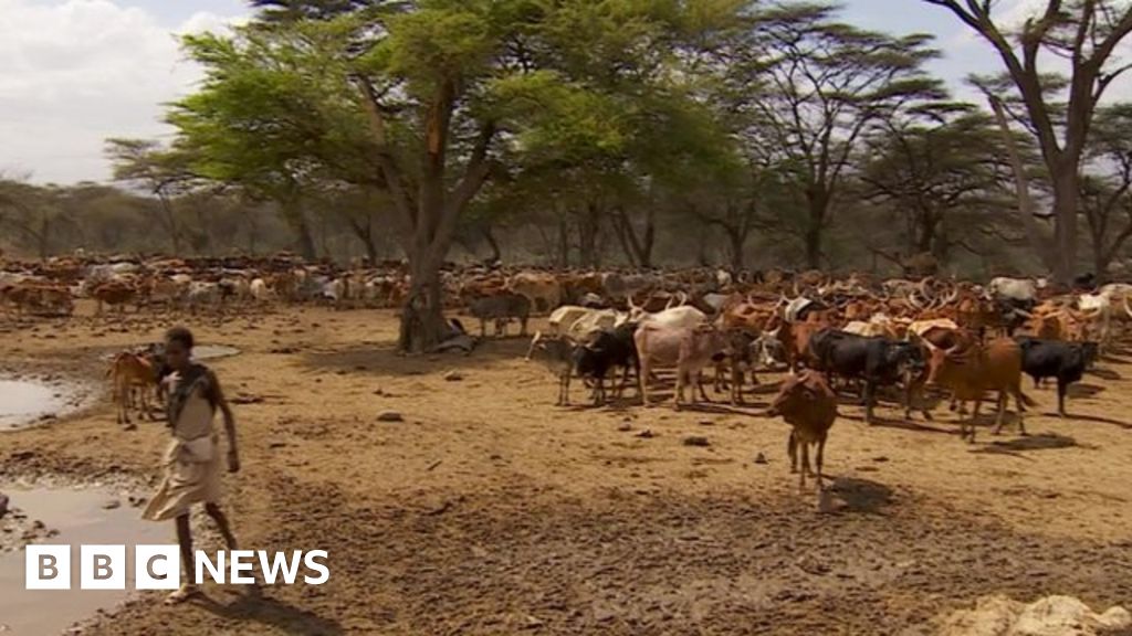 Ethiopia drought 'More trouble predicted' BBC News