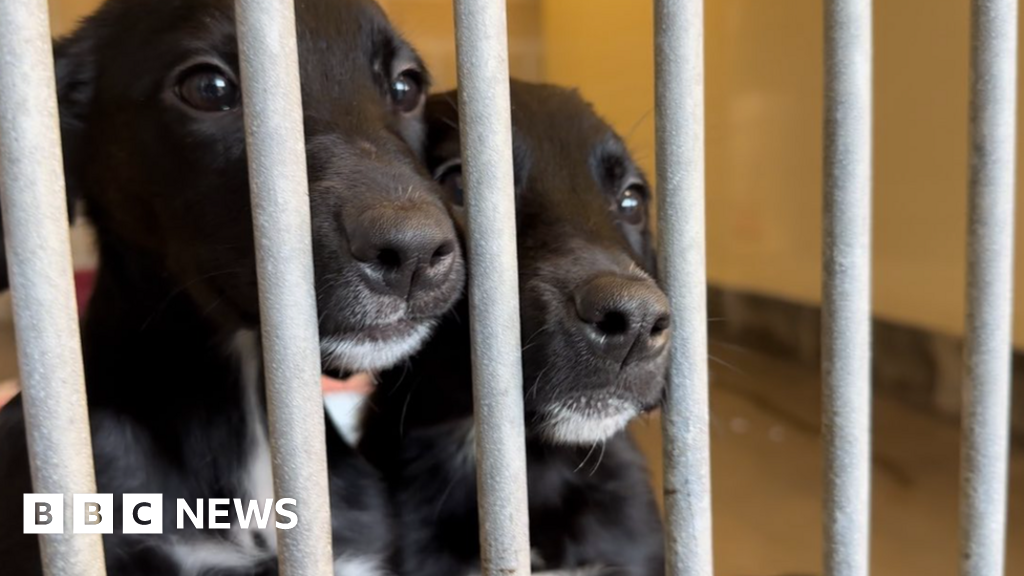 Thousands called animal charity helpline to give up their pets - BBC News Thousands called animal charity helpline to give up their pets - BBC News