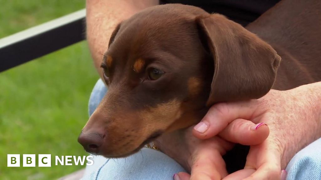 Twiglet the dachshund back home after theft video shared