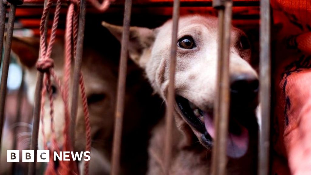 Yulin Festival: Doubts Over 'dog Meat Ban' - BBC News