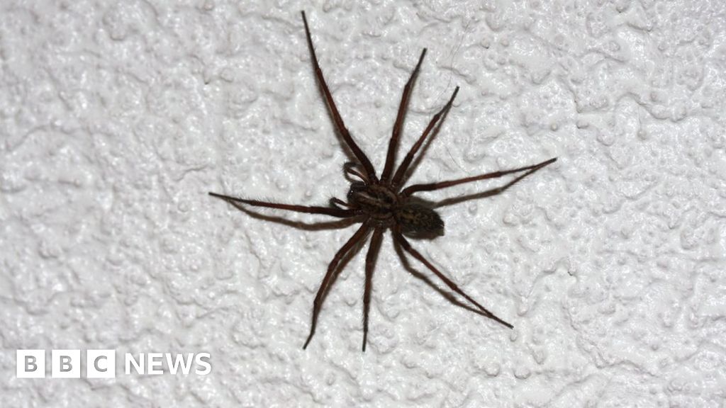 Spider Season How To Tackle An Influx Of Arachnids Bbc News