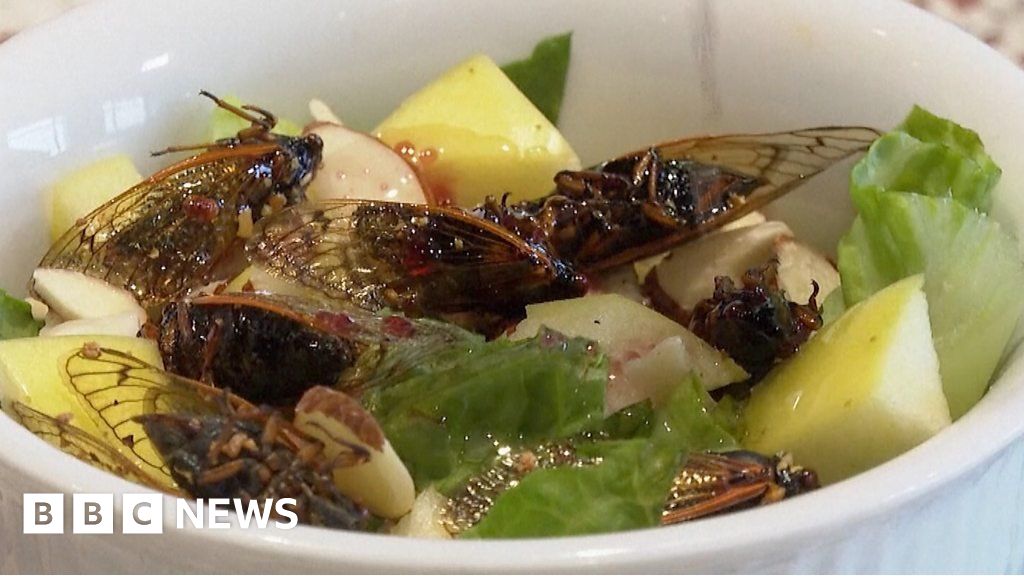 Cicadas on the menu in New Orleans