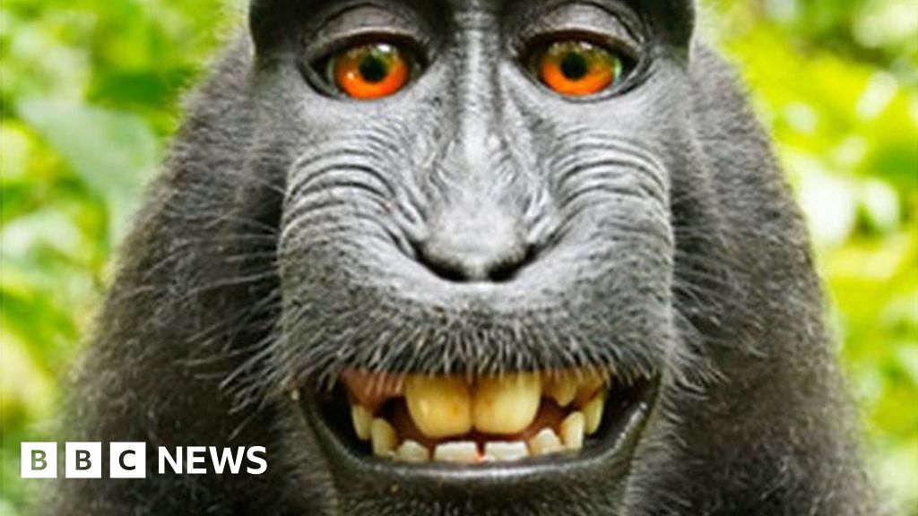 Photographer settles 'monkey selfie' legal fight