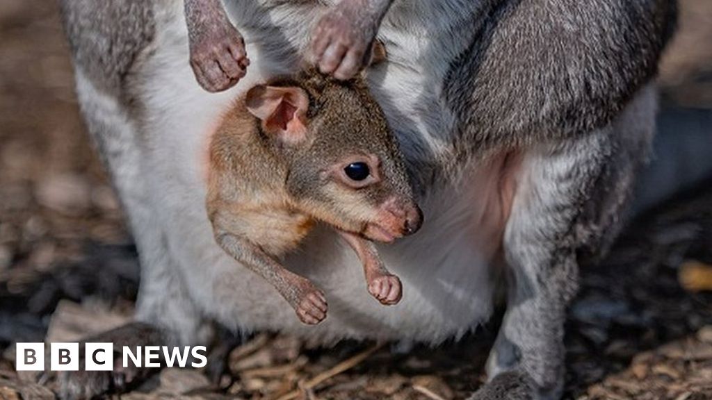 Chester Zoo: Rare baby wallaby emerges from mother's pouch - BBC News