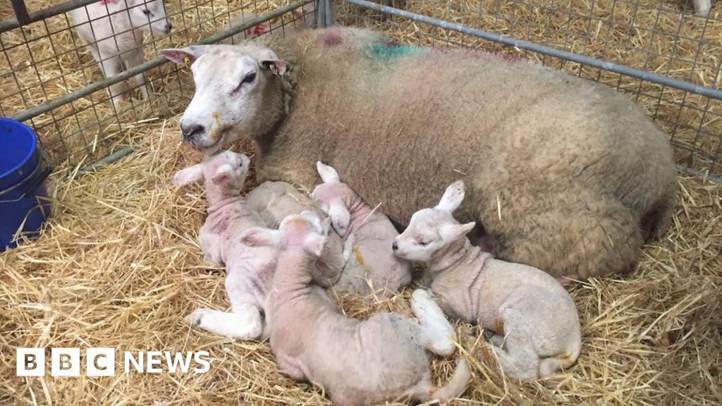 新品未開封 BELL'S YEAR OF THE SHEEP 12 years Cellan farmer's shock as sheep delivers five live lambs