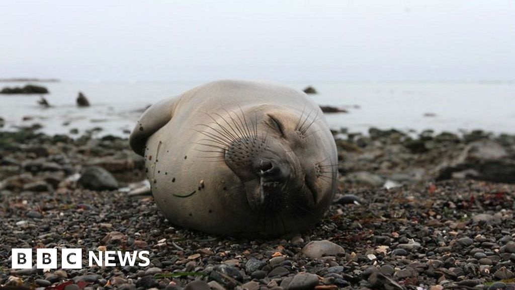 Northern elephant seals sleep in depth to avoid predators