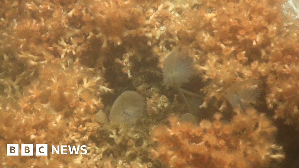 Atlantic Ocean due for a health check - BBC News
