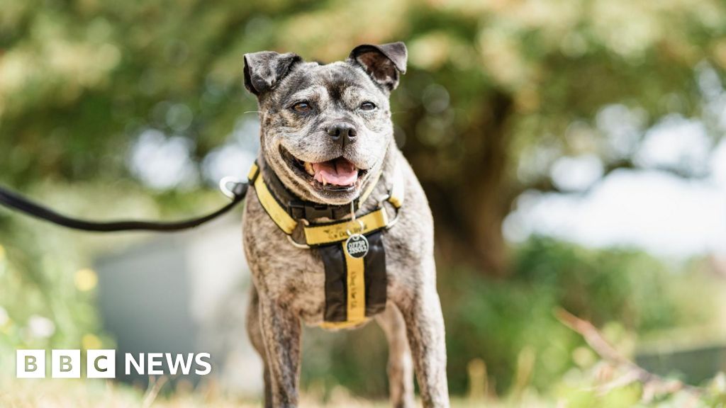 Dog found abandoned in flat finds new home after 500 days