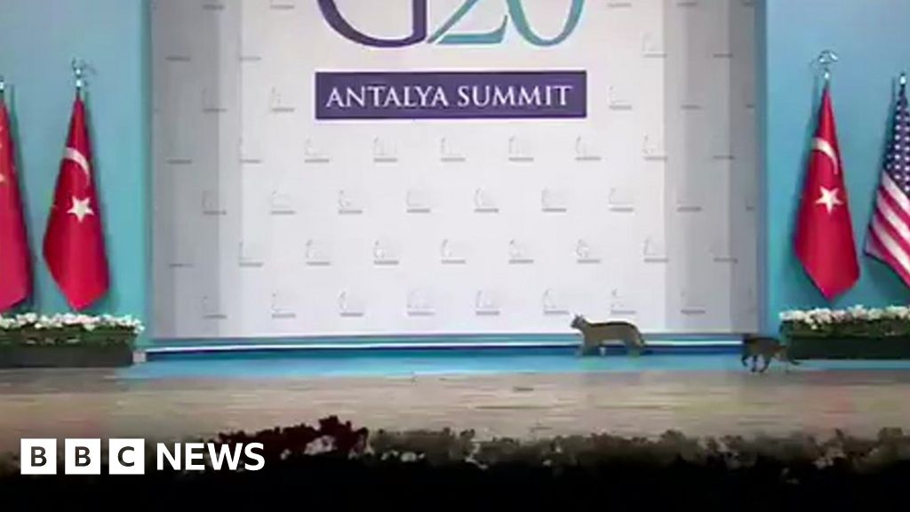 Cats take over G20 stage in Turkey BBC News