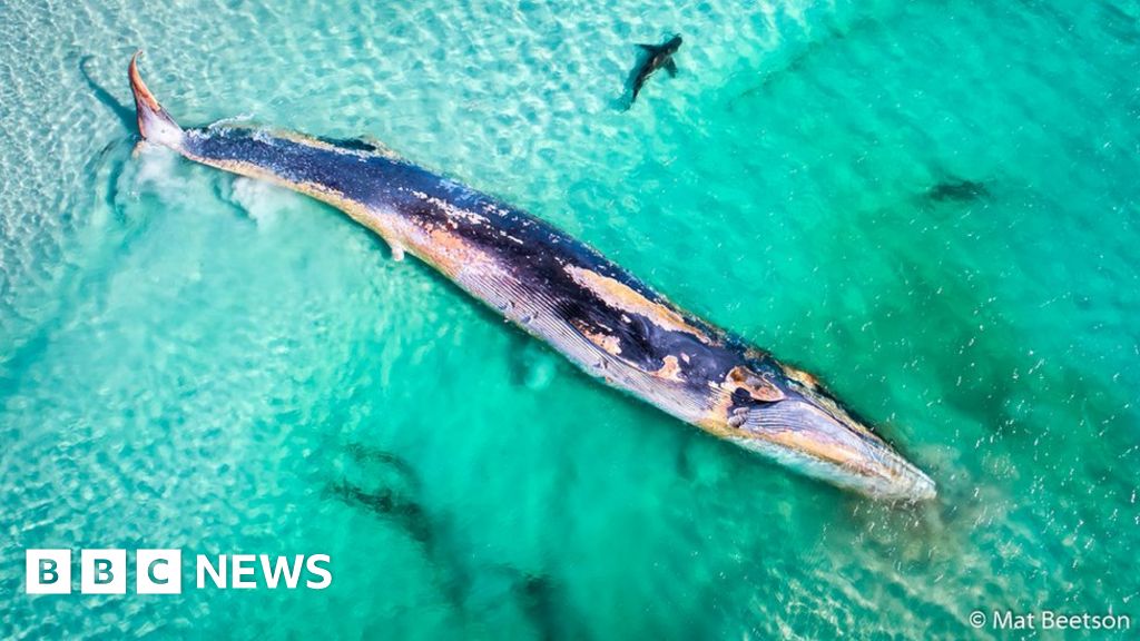 In pictures: Australian Geographic's photo prize winners - BBC News