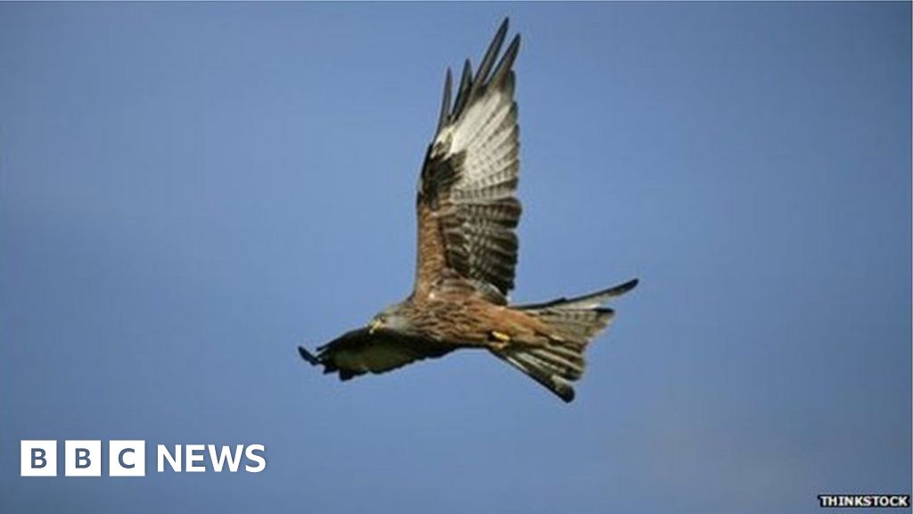 Birds of prey still being poisoned in Northern Ireland - BBC News