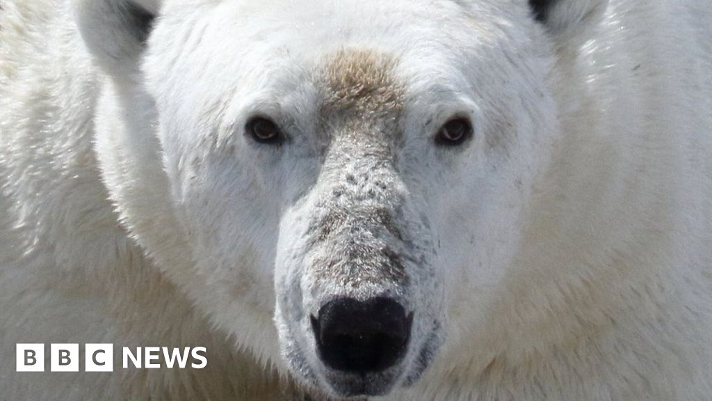 Face to face with the polar bear - Hindustan Times