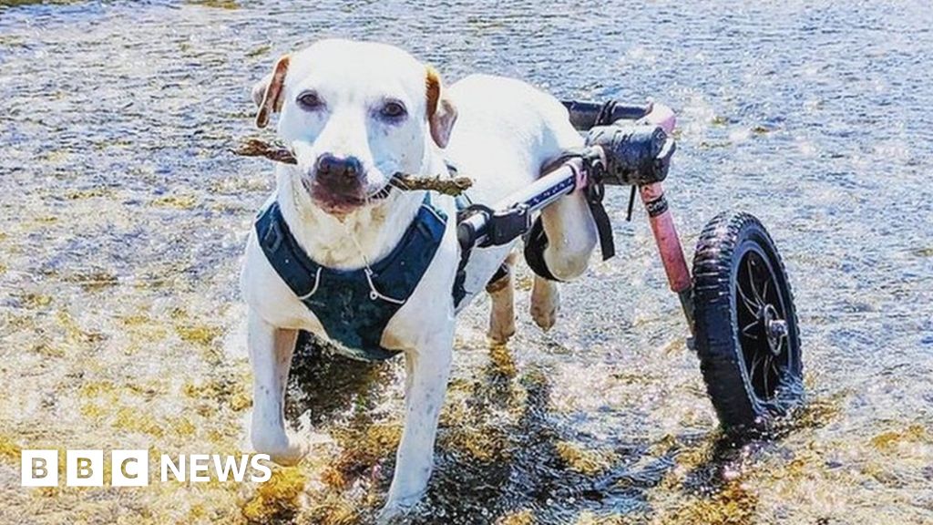 Rescue dog in a wheelchair to climb Yr Wyddfa for charity - BBC.com