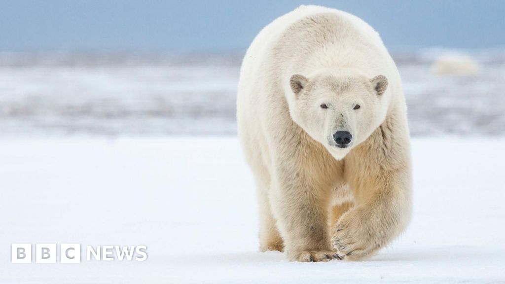 Polar bears will have roamed ice age Scotland, say mavens