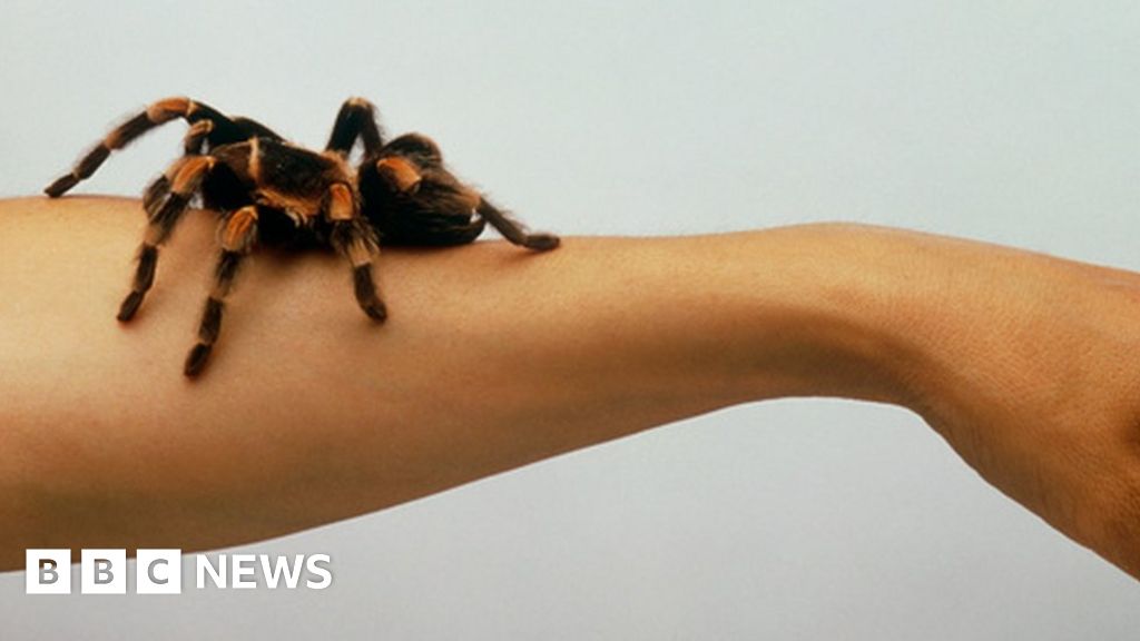 Spider phobia brain 'processes unconscious fear' - BBC News