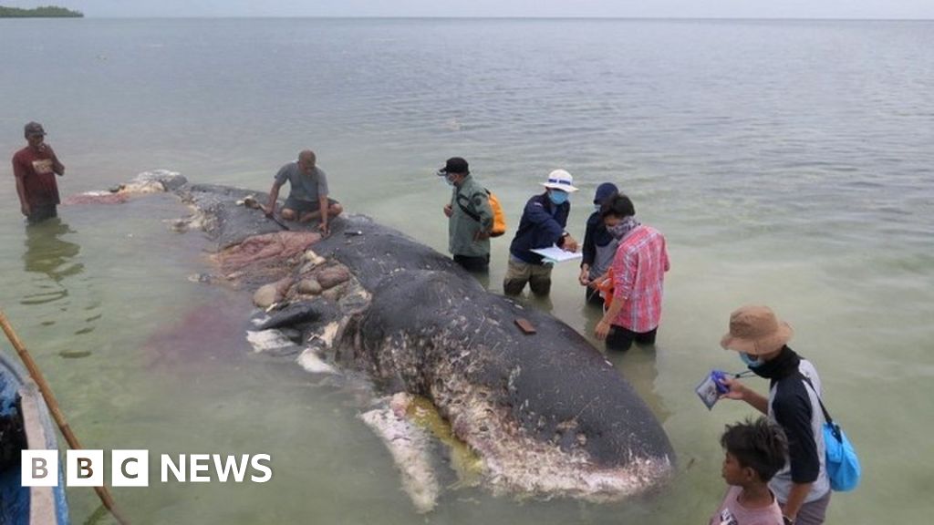Dead sperm whale found in Indonesia had ingested '6kg of plastic'